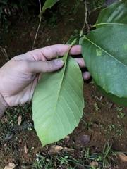 Pinzona coriacea