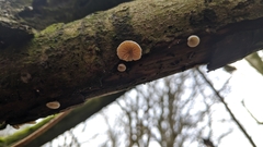 Crepidotus versutus