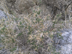 Galium stellatum eremicum