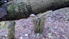 Crepidotus versutus