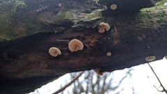 Crepidotus versutus