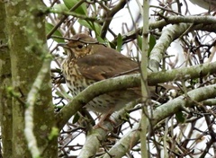 Turdus philomelos