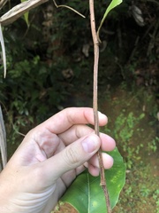 Pinzona coriacea