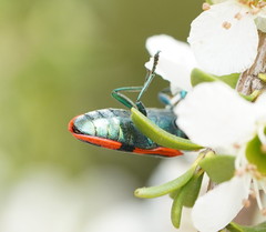 Castiarina crenata