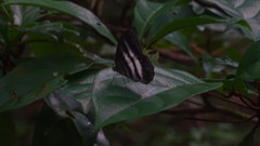 Pareuptychia binocula