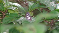 Pareuptychia binocula