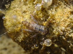 Maccaffertium modestum