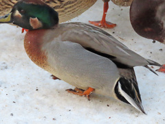 Anas crecca × platyrhynchos