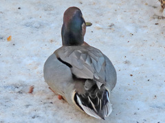 Anas crecca × platyrhynchos