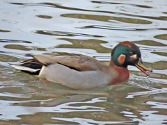 Anas crecca × platyrhynchos