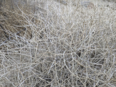 Eriogonum wrightii nodosum