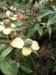 Cornus hongkongensis