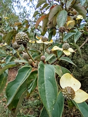 Cornus hongkongensis