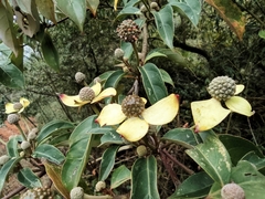 Cornus hongkongensis
