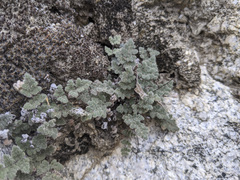 Myriopteris parryi