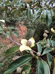 Cornus hongkongensis