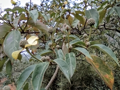 Cornus hongkongensis