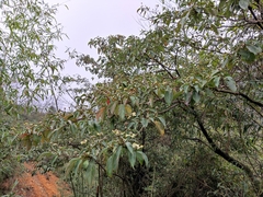 Cornus hongkongensis