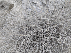 Eriogonum wrightii nodosum