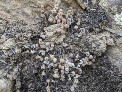 Myriopteris parryi