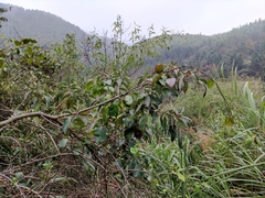 Cornus hongkongensis