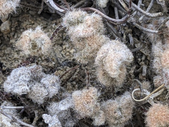 Myriopteris parryi