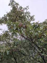 Cornus hongkongensis