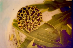 Ceratophrys ornata