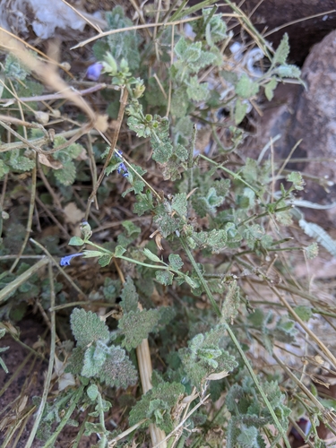 Nepeta septemcrenata