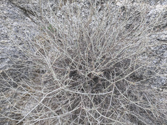 Eriogonum wrightii nodosum