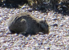 Microcavia australis