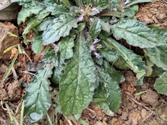 Ajuga decumbens