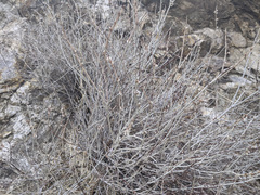 Eriogonum wrightii nodosum