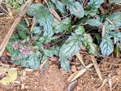 Ajuga decumbens