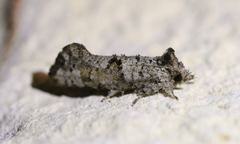 Acrolophus piger