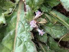 Ajuga decumbens