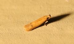 Tischeria quercitella