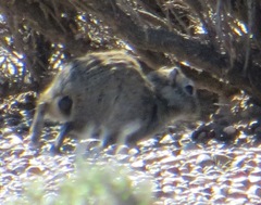 Microcavia australis