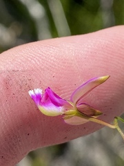 Polygala refracta