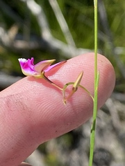 Polygala refracta
