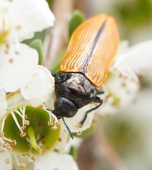 Castiarina rufipennis