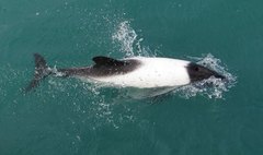 Cephalorhynchus commersonii