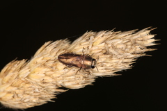 Anthaxia umbellatarum