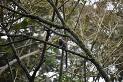 Saguinus leucopus