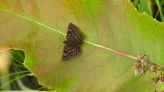 Viola violella