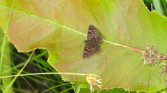 Viola violella