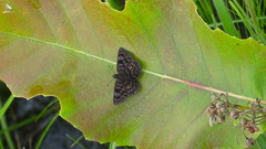 Viola violella