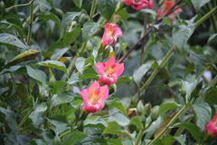 Symbolanthus brittonianus