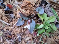Viola variegata