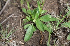 Alepidea delicatula